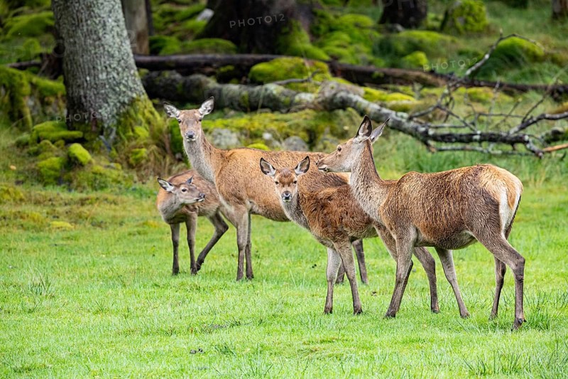 Red deer (Cervus elaphus) cow with calf captive Germany