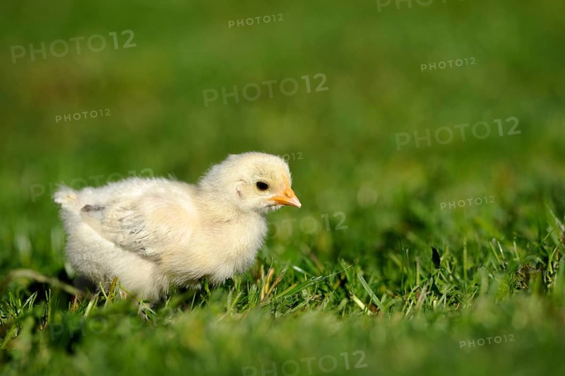 A single chick runs across green grass in bright daylight, domestic fowl (Gallus gallus domesticus), Franconia