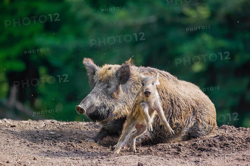 An adult wild boar or wild pig (Sus scrofa), throws a piglet up with its snout