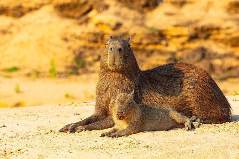 Capybara (Hydrochaeris hydrochaeris) Pantanal Brazil