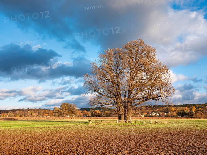 Ploughed field with huge solitary oak under blue sky with clouds in autumn, giant tree, natural monument, Thuringia, Germany, Europe