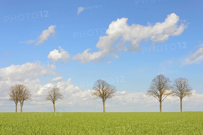 Row of trees, bare lime trees (Tilia) on a green grain field, blue cloudy sky, North Rhine-Westphalia, Germany, Europe