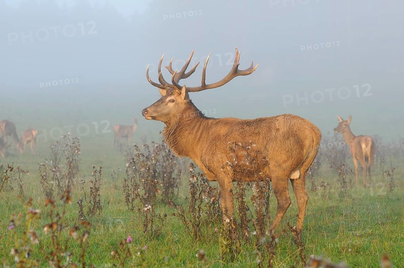 A stag with majestic antlers stands in a foggy field, red deer (Cervus elaphus), Bavaria