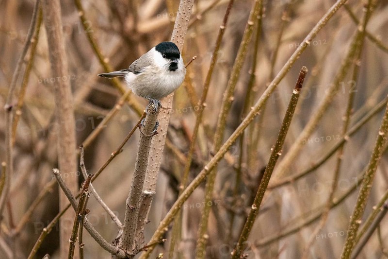 Willow Tit (Poecile montanus) sitting on a bare branch surrounded by brown twigs in a wintry environment, Ternitz, Lower Austria, Austria, Europe