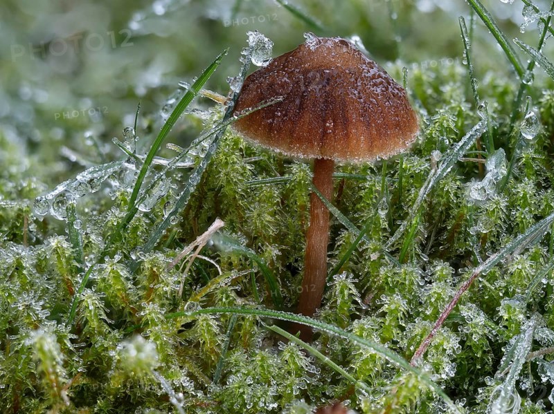 Helmling (Mycena spec.) covered with frost, North Rhine-Westphalia, Germany, Europe