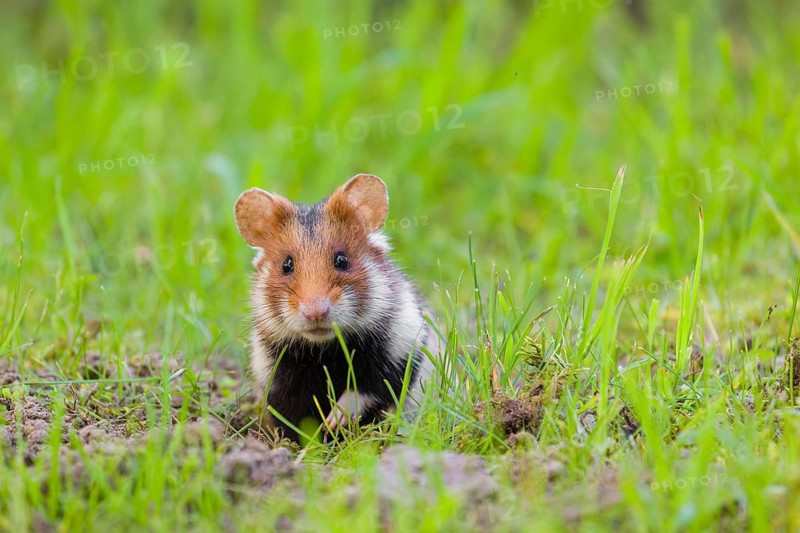 A European hamster (Cricetus cricetus), Eurasian hamster, black-bellied hamster or common hamster, sits in a meadow next to his den