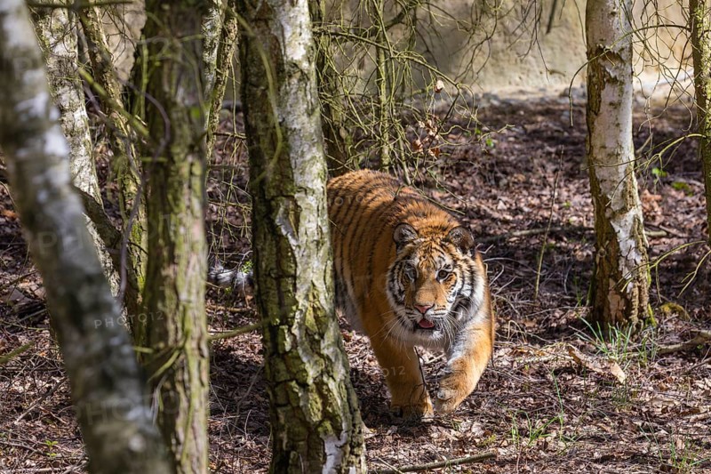 One young female Siberian Tiger, Panthera tigris altaica, walking thru a birch tree forest. Early morning light