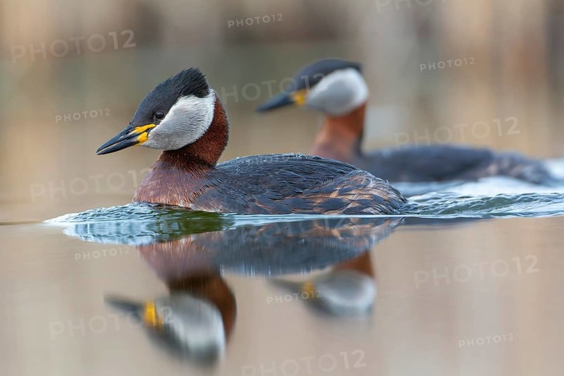 Red-necked Grebe (Podiceps grisegena) grebe, courtship, pair formation, reed and shallow water zone, calling, male and female, splendour plumage, Saxony-Anhalt, Middle Elbe Biosphere Reserve, Germany, Europe