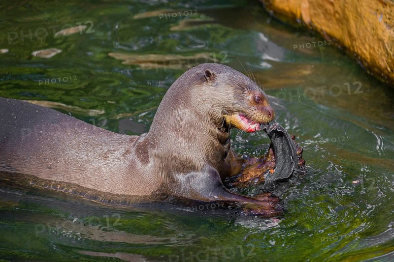 A giant otter or giant river otter (Pteronura brasiliensis) sits in the shallow water of a small river and eats a catfish