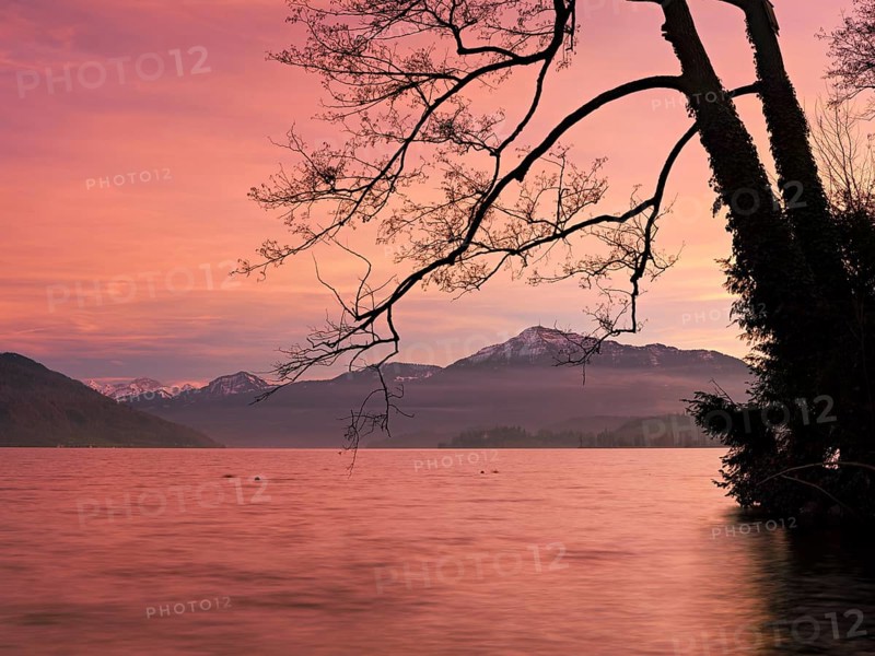 Evening atmosphere on Lake Zug with a tree with ivy in the foreground and the snow-covered Rigi in the background, Cham, Canton Zug, Switzerland, Europe