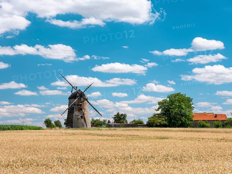 Landscape with windmill and wheat field under blue sky with cumulus clouds, tower windmill, Dutch windmill, Schmiedehausen, Thuringia, Germany, Europe