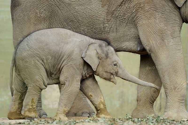 A baby elephant cuddles up to its mother's legs as they walk in the wild, Asian elephant (Elephas maximus), captive, Occurrence Asia