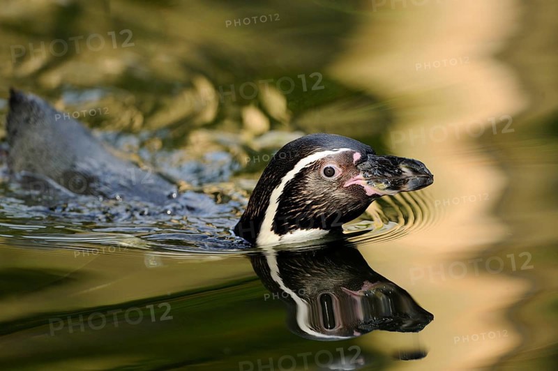 Close-up of a swimming penguin, in calm water and soft reflection, Humboldt penguin (Spheniscus humboldti), captive