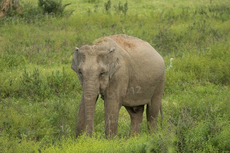 Indian elephants (Elephas maximus indicus), Khiri Khan, Hua Hin, Kui Buri National Park, Thailand, Asia