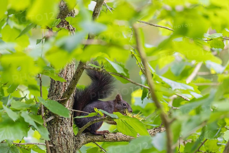A  squirrel or Eurasian  squirrel (Sciurus vulgaris) eats from a Corylus colurna