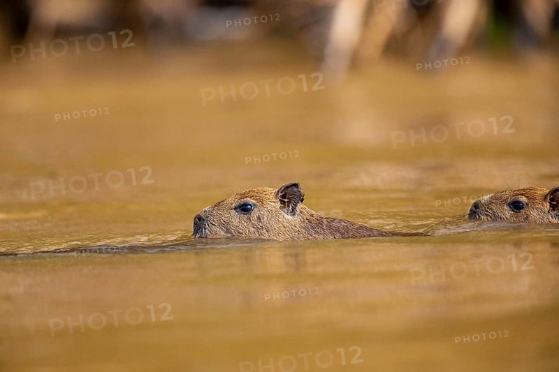 Capybara (Hydrochaeris hydrochaeris) Pantanal Brazil