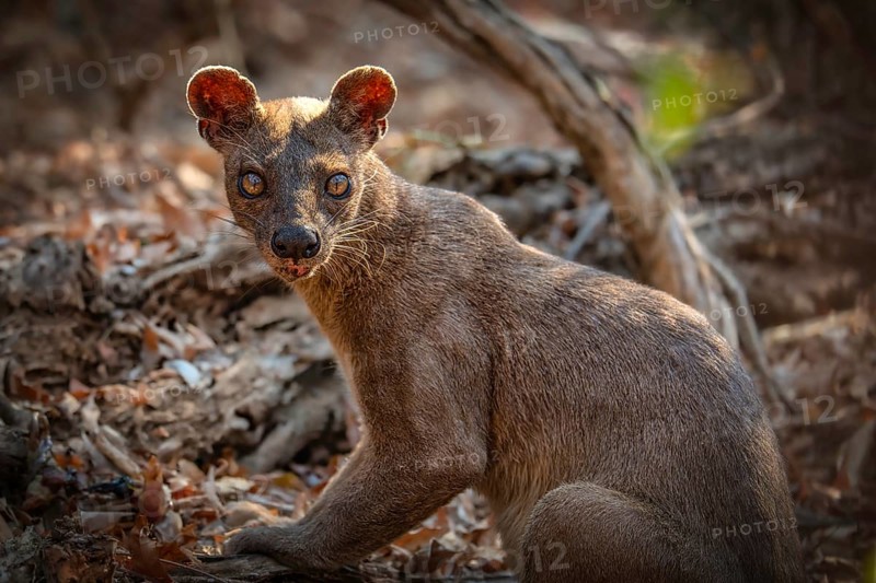 Fossa creeping cat (Cryptoprocta ferrox) in the dry forests of the Kirindy Conservation Area in western Madagascar