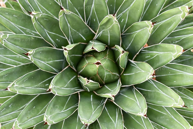 Top view of center of 'Agave Victoriae Reginae' succulent plant