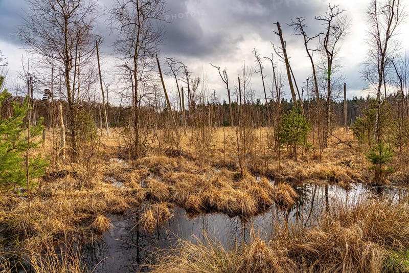 Ribnitzer Großes Moor nature reserve near Graal-Müritz, Mecklenburg-Western Pomerania, Germany, Europe