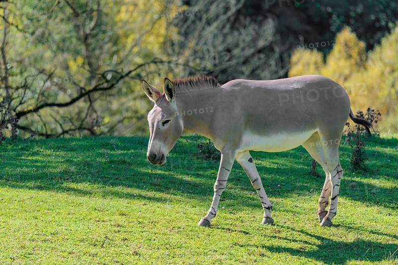 A female Somali wild ass, Equus africanus somaliensis, running across a green meadow