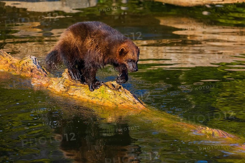 One wolverine (Gulo gulo) runs along a log lying in the water