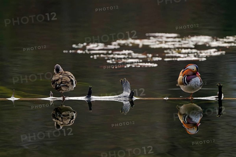 Mandarin ducks (Aix galericulata), male and female, front view, standing on tree trunk, reflection, Hechtsee, Kufstein, Tyrol, Austria, Europe