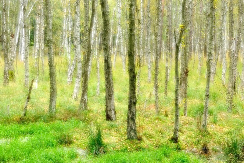 Swampy birch forest, double exposure, Müritz National Park, Serrahn sub-area, Mecklenburg-Western Pomerania, Germany, Europe