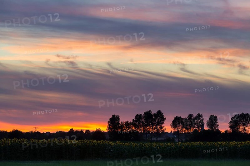 Sunset in the sky with sunflower field and row of trees, Großenhain, Saxony, Germany, Europe