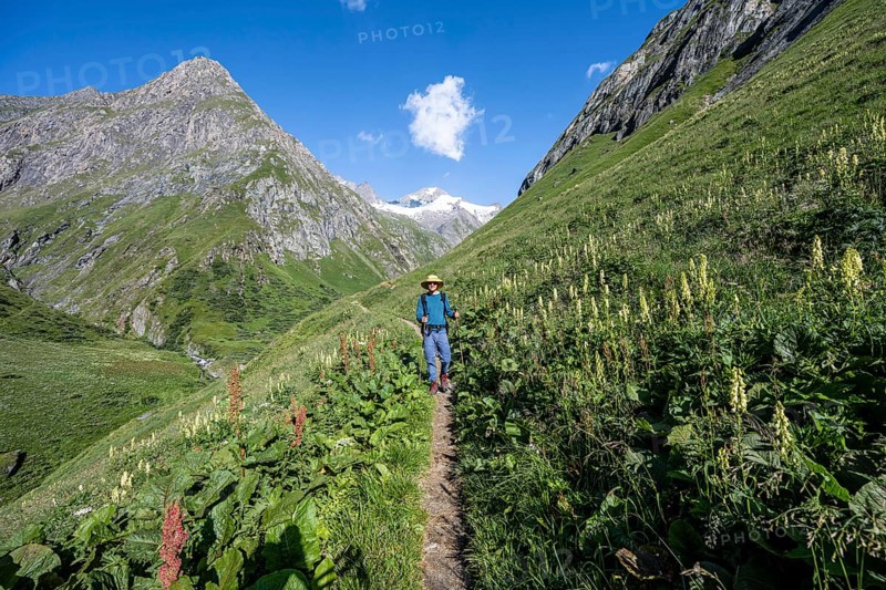 Mountaineer on a hiking trail in a flower meadow, Umbaltal, Venediger Group, Hohe Tauern National Park, East Tyrol, Tyrol, Austria, Europe