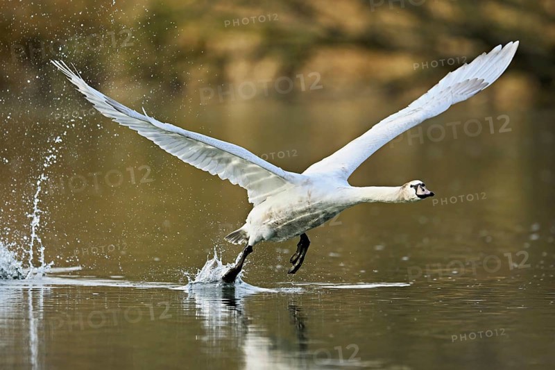 Mute swan (Cygnus olor), taking off from the water, Flachsee, nature reserve, Reusstal, Canton Aargau, Switzerland, Europe