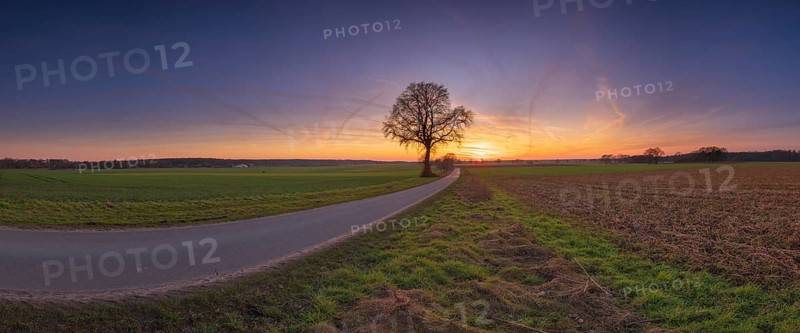 View along a road to a solitary tree in an agricultural environment with blue sky streaked with vapour trails at sunset, Panorama, Schneeren, Neustadt am Rübenberge, Hanover Region, Lower Saxony, Germany, Europe