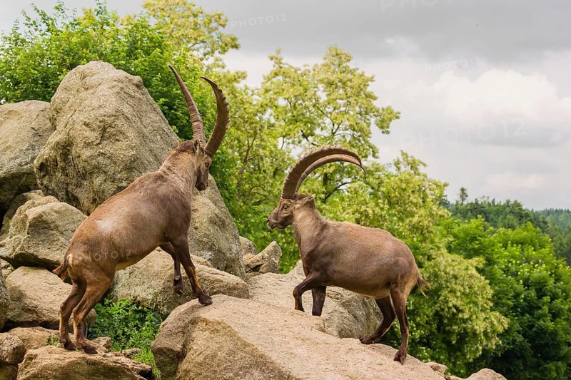 Two male ibex (Capra ibex) are standing on a rock and playfully fighting. A green forest can be seen in the background