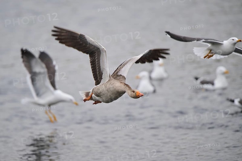 Graylag goose (Anser anser) strats flying from the water, Düne, Helgoland, Schleswig-Holstein, Germany, Europe
