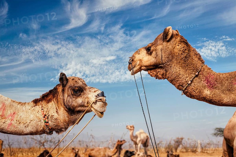 Camels at Pushkar Mela (Pushkar Camel Fair) against blue sky. Pushkar, Rajasthan, India, Asia