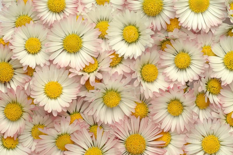 Common daisy (Bellis perennis), medicinal plant, naturopathy classifies the daisy among other things as stimulating the metabolism, expectorant and anti-inflammatory, used e.g. for respiratory and skin diseases as well as injuries. The daisy was named medicinal plant of the year 2017