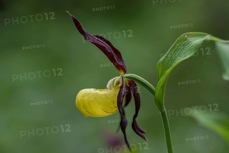 Yellow lady's slipper orchid (Cypripedium calceolus), Kalkalpen National Park, Upper Austria, Austria, Europe