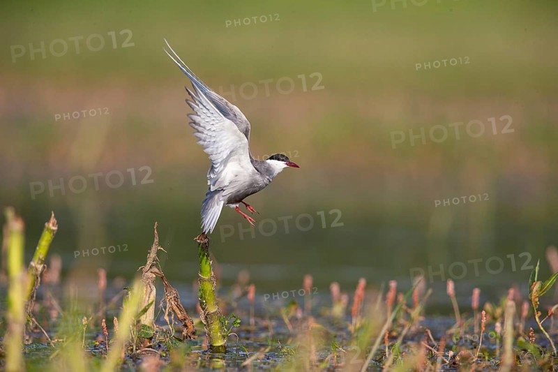 Whiskered Tern (Chlidonias hybridus) Hungary