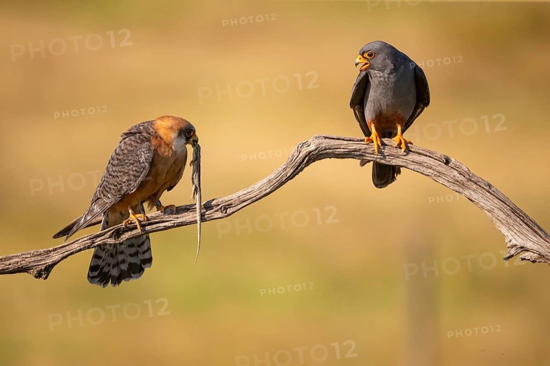 Red-footed falcon (Falco vesperetinus) Male handing over a captured lizard to female, Hungary, Europe