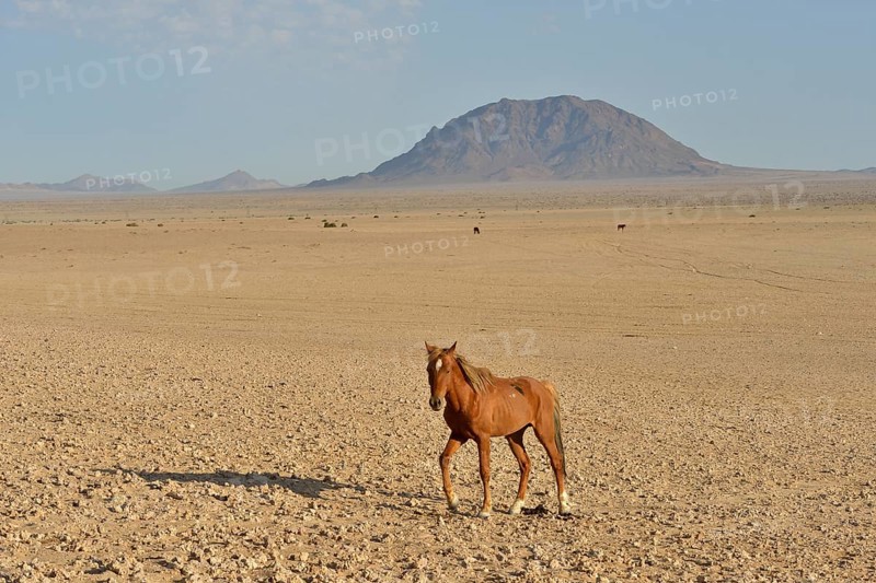 Desert horse, Namibian desert horse (Equus ferus) in the desert, near the waterhole of Garub, near Aus, Karas Region, Namibia, Africa