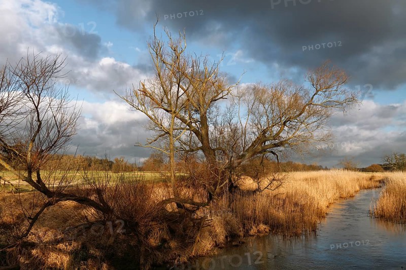 Reeded ditch, beaver territory, Middle Elbe Biosphere Reserve, Saxony-Anhalt, Germany, Europe