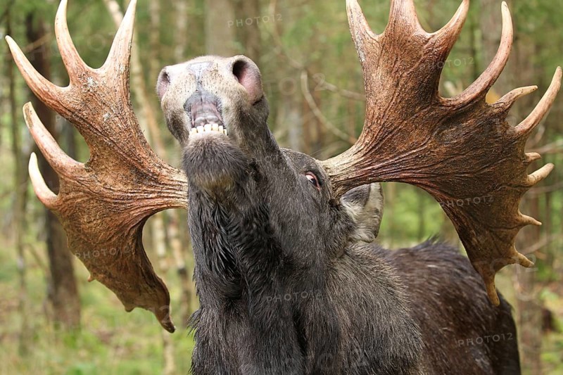 Elk (Alces alces) bull during rut, captive, southern Sweden, Sweden, Europe