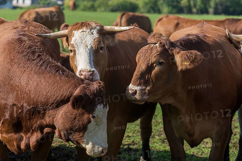 Buntscheck cows on pasture, Franconia, Bavaria, Germany, Europe