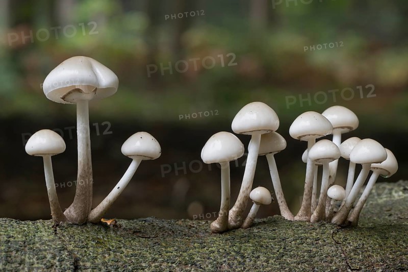 Porcelain fungi (Oudemansiella mucida), Emsland, Lower Saxony, Germany, Europe