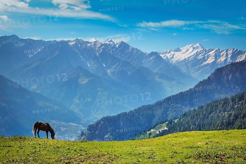 Horse grazing in Himalayas mountains. Himachal Pradesh, India, Asia