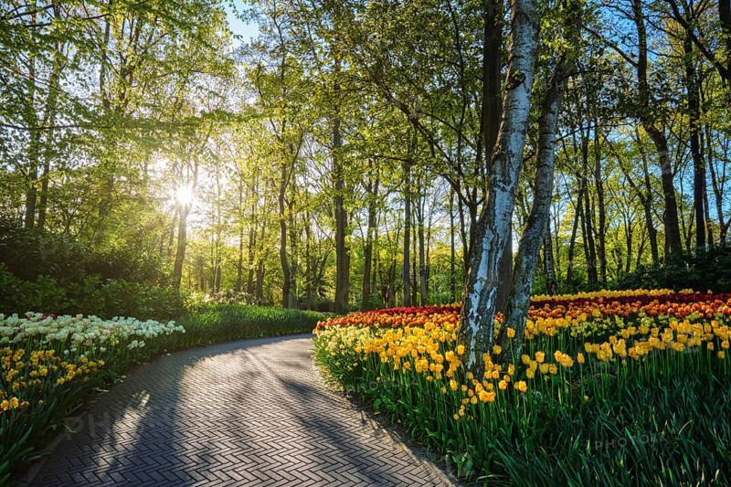 Path in Keukenhof flower garden with blooming tulip flowerbed, one of the world's largest flower gardens on sunset. Lisse, the Netherlands