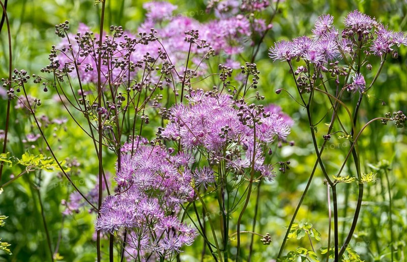 Greater meadow-rue (Thalictrum aquilegiifolium), North Rhine-Westphalia, Germany, Europe