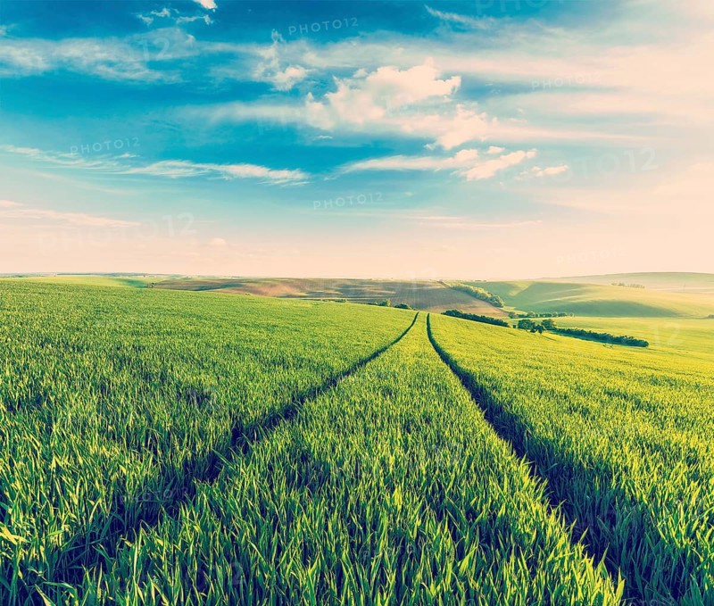 Vintage retro effect filtered hipster style image of Green fields of Moravia, Czech Republic, Europe