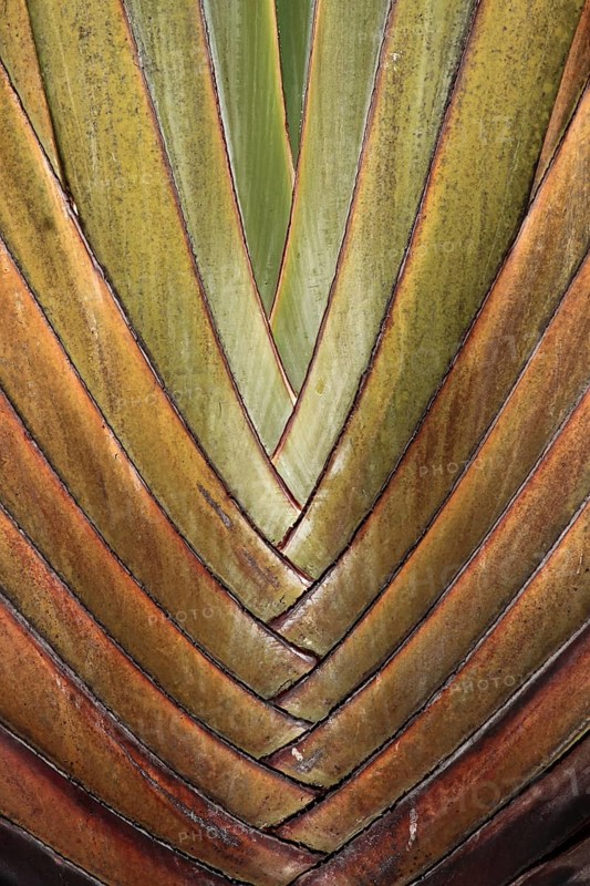 Detail of the structure of the trunk of a traveller's palm (Ravenala madagascariensis), Black River Gorges National Park, Mauritius, Africa