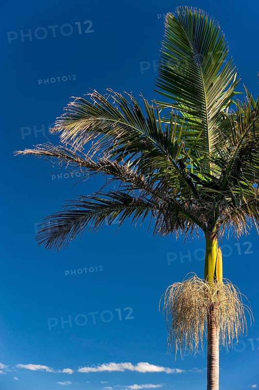 Palm tree blossoming, plant, flora, blue sky, journey, holiday, nice weather, dream journey, symbol, complementary contrast, exotic, exoticism