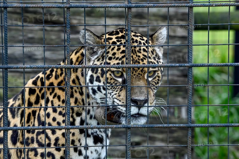 Jaguar (Panthera onca) with radio collar behind iron grid, portrait, captive, breeding station of the Conservation Land Trust, Iberá Project, Esteros del Iberá, San Alonso Island, Corrientes Province, Argentina, South America
